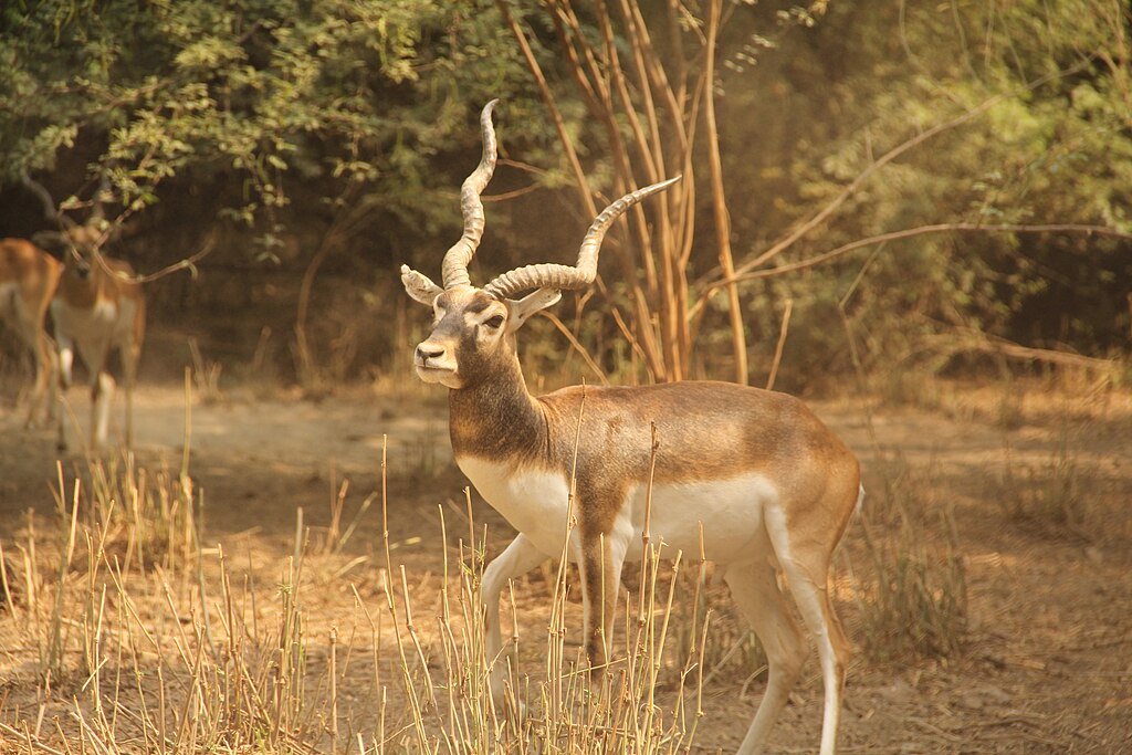 Pranav Nath, CC BY-SA 4.0 <https://creativecommons.org/licenses/by-sa/4.0>, via Wikimedia Commons
