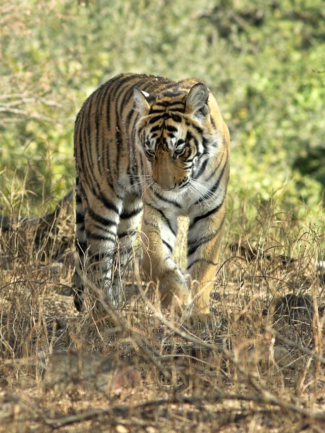 Top Wildlife Sanctuaries in Rajasthan for Photographers