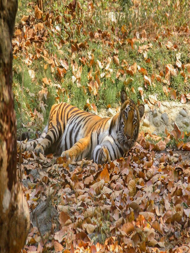 Rare Wildlife to Spot in UNESCO’s Sundarbans