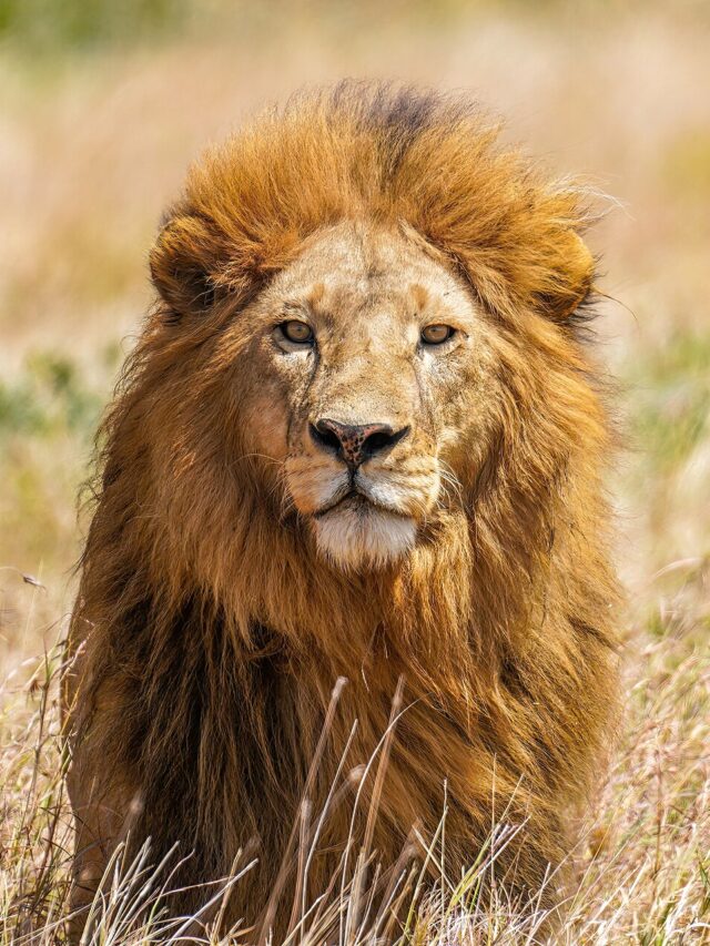 Top 7 Places to Spot Lions in India