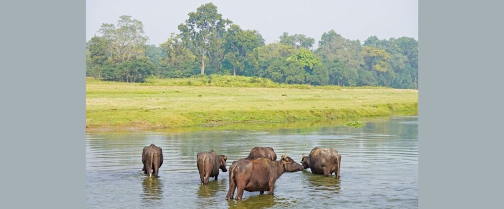 Buffalo Chitwan National Park