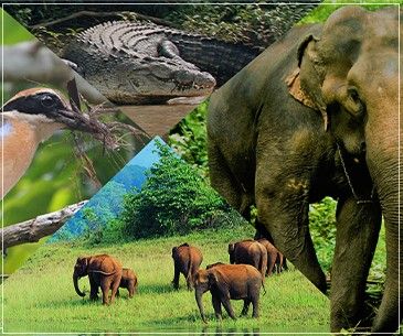 ODISHA WILDLIFE TOUR